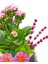 Ceylan Saksıda Kalanchoe Iç Mekan Hediyelik Bitki 2