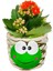 Kurbağa Saksıda Kalanchoe Iç Mekan Hediyelik Bitki 1