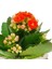 Kurbağa Saksıda Kalanchoe Iç Mekan Hediyelik Bitki 2