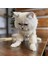 Kedi Köpek için Saç Örgülü Beyaz Balıkçı Tulum 2