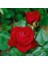 Tüplü Yediveren Liebeszauber Yoğun Parfüm Kokulu Kırmızı Gül Fidanı 1
