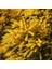 6 Yaş Mimoza Ağacı Fidanı - Gümüşi akasya (Acacia dealbata) 1