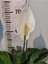 Barış çiçeği (Selam Çiçeiği, Peace Lilly, Spathiphyllum Wallisii ) 2