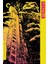 Godzilla (1954) 1 (Folyo / Afiş / Poster) 3092 ( 70 cm x 100 cm ) 1