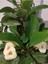 Zarif Beyaz Milii Dikenler Tac Çiçeği (CROWN-OF-THORNS, EUPHORBİA MİLİİ) 1