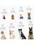 Nefes Alabilen Yazlık Köpek Tişört 3