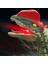 SM016S Çocuk 2.4g Sesli Yürüyen Dinozor Oyuncak, Işık Simülasyonu Mini Elektrikli Rc Dinozor Model Oyuncaklar - Velociraptor (Yurt Dışından) 2