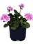 Sardunya Çiçeği Fidanı - Pelargonium - Açık Pembe Renk 10-20 cm 1