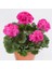 Sardunya Çiçeği Fidanı - Pelargonium - Açık Pembe Renk 10-20 cm 2