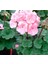 Sardunya Çiçeği Fidanı - Pelargonium - Açık Pembe Renk 10-20 cm 3