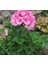 Sardunya Çiçeği Fidanı - Pelargonium - Açık Pembe Renk 10-20 cm 4