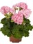 Sardunya Fidanı Saksılı Açık Pembe 10-20 cm 1