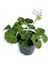 Sardunya Çiçeği Fidanı - Pelargonium - Beyaz Renk 10-20 cm 1