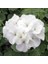 Sardunya Çiçeği Fidanı - Pelargonium - Beyaz Renk 10-20 cm 2