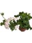 Sardunya Çiçeği Fidanı - Pelargonium - Beyaz Renk 10-20 cm 3
