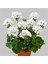 Sardunya Çiçeği Fidanı - Pelargonium - Beyaz Renk 10-20 cm 4