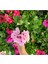 Ceylan Gözü Sardunya Fidanı Açık Pembe 10-20 cm 1