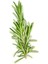 Saksılı Biberiye Fidesi Fidanı 1 Adet 10-20 cm Rosmarinus Officinalis 1