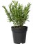 Saksılı Biberiye Fidesi Fidanı 1 Adet 10-20 cm Rosmarinus Officinalis 2