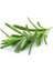 Saksılı Biberiye Fidesi Fidanı 1 Adet 10-20 cm Rosmarinus Officinalis 3