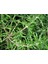 Saksılı Biberiye Fidesi Fidanı 1 Adet 10-20 cm Rosmarinus Officinalis 4