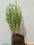 Saksılı Biberiye Fidesi Fidanı 1 Adet 10-20 cm Rosmarinus Officinalis 5
