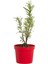Sinonim Biberiye Fidanı Fidesi 10-20 cm Rosmarinus Officinalis 2
