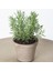 Sinonim Biberiye Fidanı Fidesi 10-20 cm Rosmarinus Officinalis 3