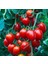 Heirloom Red Cherry Domates Tohumu (15 Tohum) 1