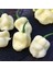 Geleneksel 7 Pot White Acı Biber Tohumu(10 Tohum) 1
