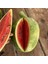 Ata Tohumları Geleneksel Toros Nadir Doğal Söbü Ampül Karpuz Tohumu (5 Tohum) 2