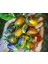 Nadir Brands Atomic Grape Tohumu (15 Tohum) 1