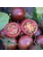Nadir Black Cherry Siyah Domates Tohumu (15 Tohum) 2