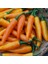 Ata Tohumları Geleneksel Bulgarian Carrot Hot Chili Biber Biber Tohumu (10 Tohum) 1