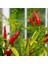 Geleneksel Birds Eye Acı Mini Chili Pepper Biber Tohumu (70 Adet) 1