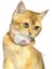 Kedi Oyuncakları, Lazer Evcil Hayvan Tasmaları, Kedi Kendi Kendine Eğlence ve Kedi Eğlence Çubukları, Kedi Lazer Kalemi (Yurt Dışından) 2