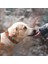 El İşçiliği Hakiki Deri Köpek Tasması 3