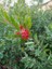 Fırça Çalısı Callistemon 5