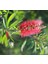 Fırça Çalısı Callistemon 5 Adet 2