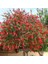 Fırça Çalısı Callistemon 5 Adet 3