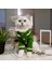 Kedi Köpek için Kurabiye Adam Yeşil Hırka 2