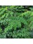 Tüplü Şifalı Moringa Ağacı Fidanı(Boy 30 Ila 50 Cm) 1