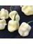 Nadir Ata Tohum 7 Pot White Acı Biber Tohumu(10 Tohum) 1