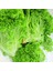 Geleneksel Soğuğa Dayanıklı Big Bag Yeşil Kıvırcık Marul Tohumu (100TOHUM) 1