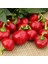 Geleneksel Acı Hot Cherry Tatlı Kiraz Biber Tohumu (50 Tohum) 1
