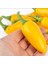 Jalepeno Yellow Çok Acı Biber Tohumu (15 Tohum) 1