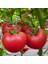 Geleneksel Ince Kabuklu Invictus Domates Tohumu (50 Tohum) 1