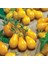 Sarı Ampul Domatesi Yellow Pear Domates Tohumu (15 Tohum) 1
