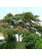 Gülibrişim Fidanı Albizia Julibrissin 4