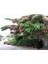 Gülibrişim Fidanı Albizia Julibrissin 5
